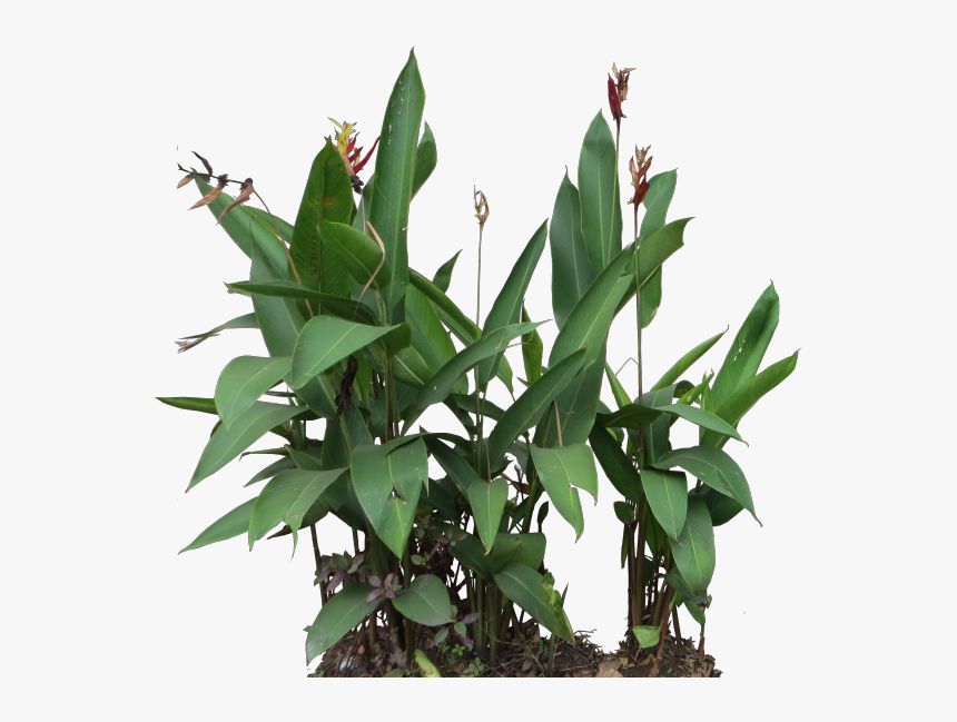 Heliconia Rostrata Heliconia Png, Transparent Png, Free Download