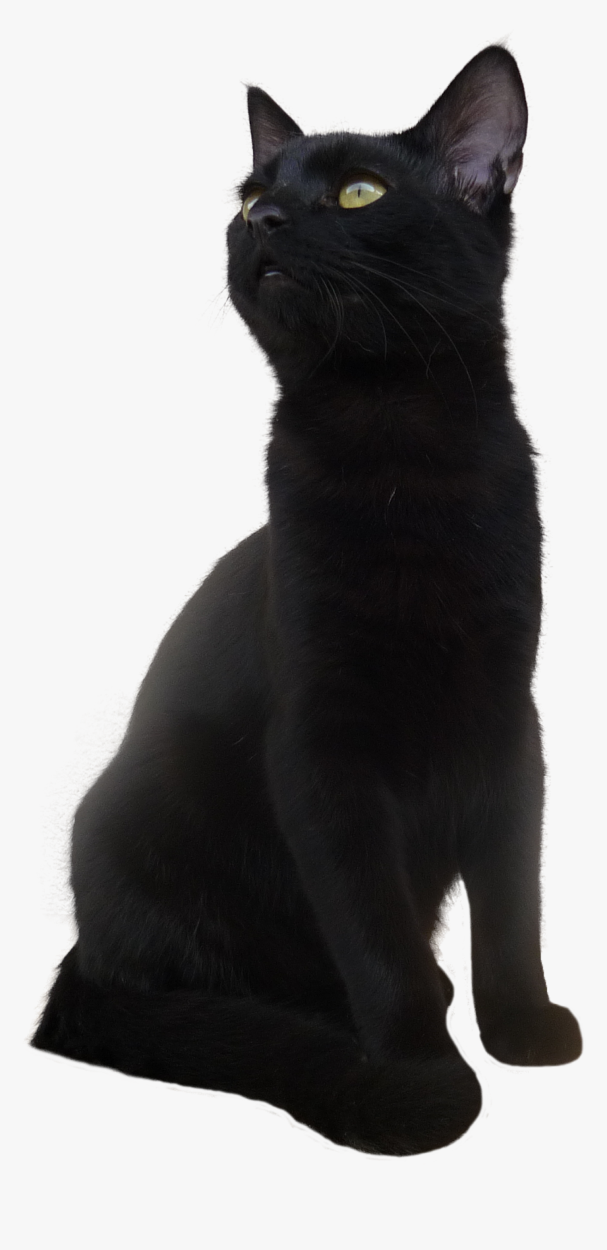 Bombay Cat Korat European Shorthair Black Cat - Short Hair Black Cat, HD Png Download, Free Download