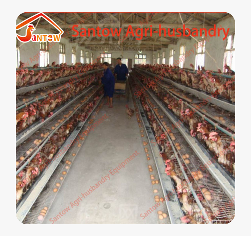 Galvanized Steel Made Battery Cages Laying Hens Cheap - Leisure, HD Png Download, Free Download