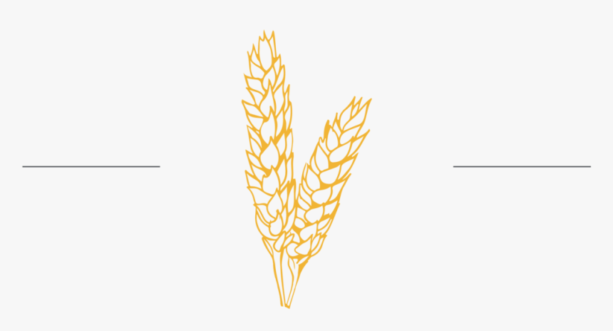 Wheat Gold Lines - Illustration, HD Png Download, Free Download