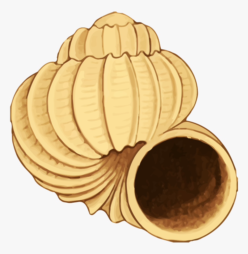 Sea Shell - Clip Art, HD Png Download, Free Download