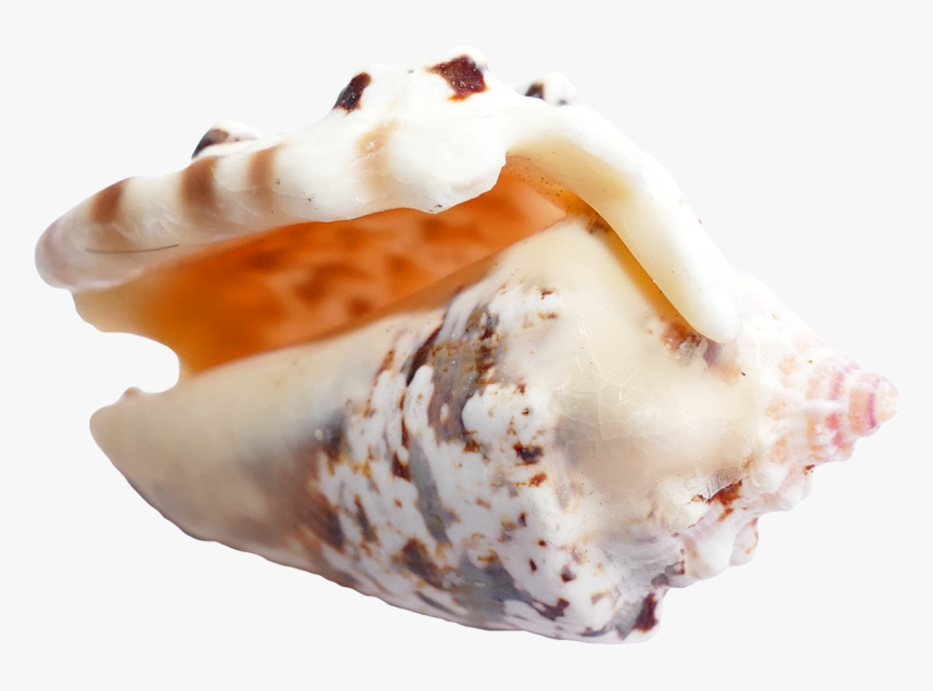Sea Shell Png Image - Portable Network Graphics, Transparent Png, Free Download