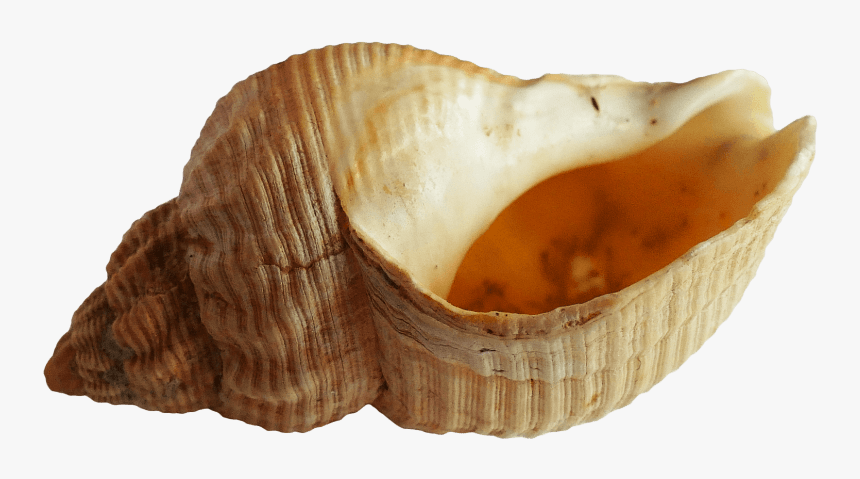 Seashell Transparent Background Png - Shell From The Ocean, Png Download, Free Download