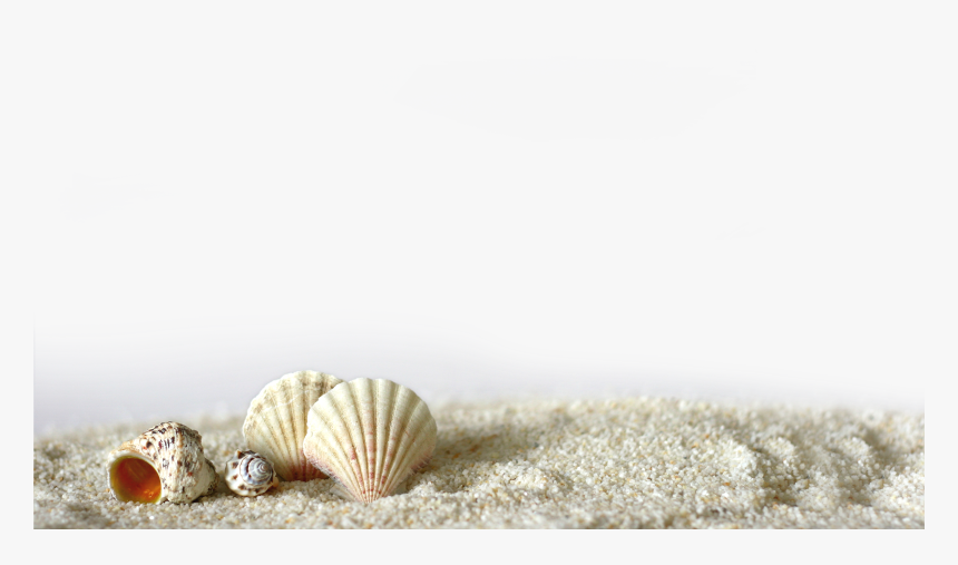 Beach Of La Concha Seashell Light Shell, HD Png Download, Free Download