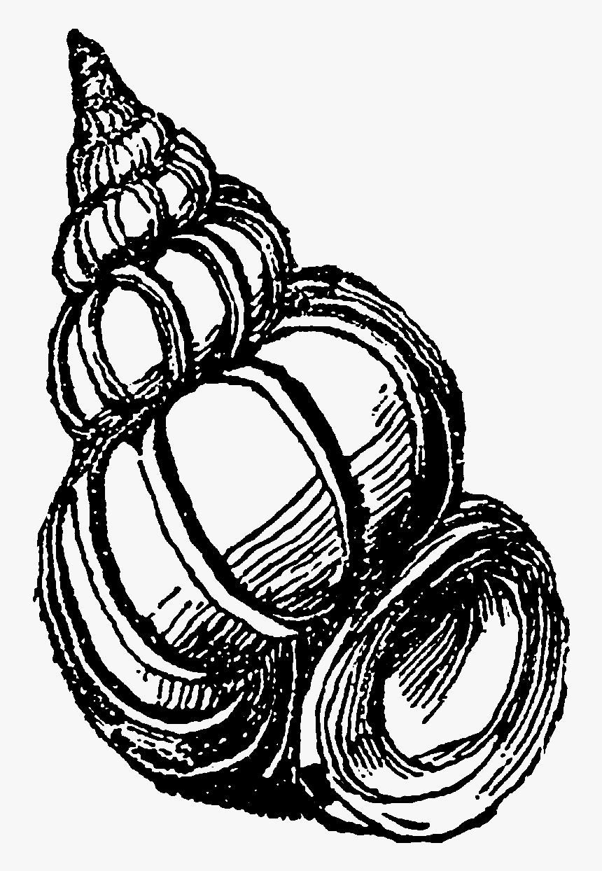 And, The Third Sea Shell Clip Art Is Of The Aptly Named,, HD Png Download, Free Download