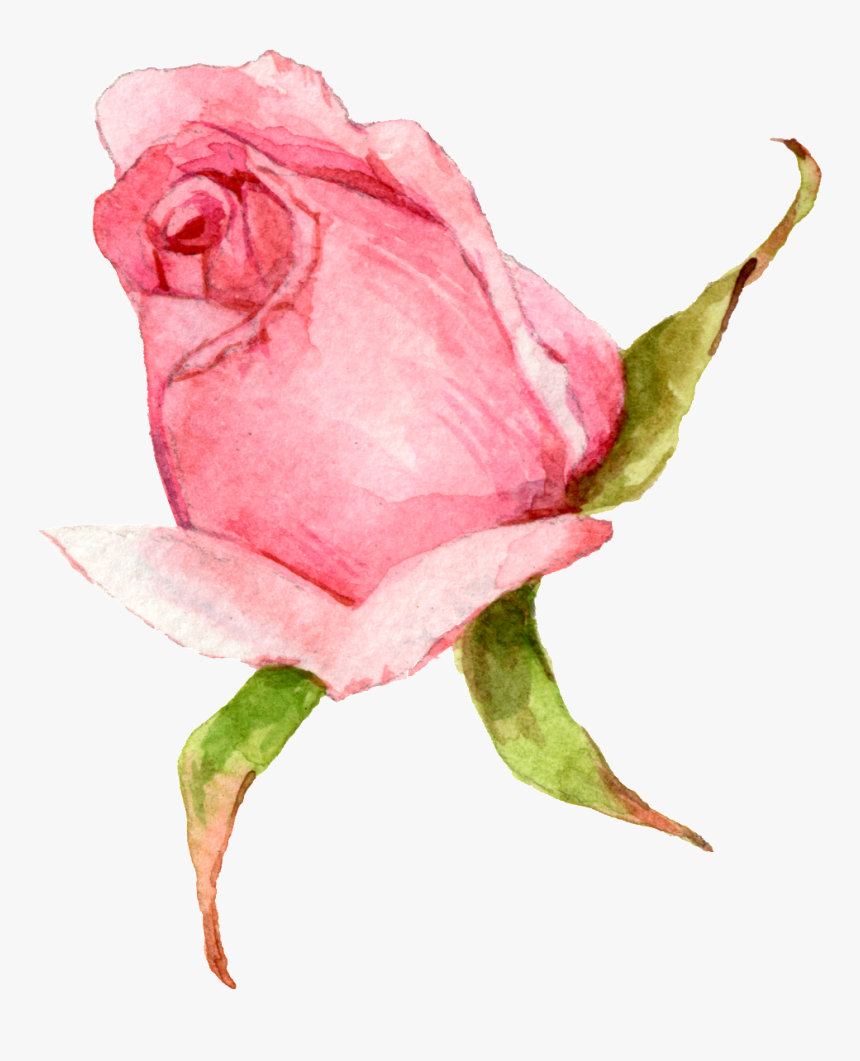 Hand Painted A Watercolor Rose Png Transparent - Garden Roses, Png Download, Free Download