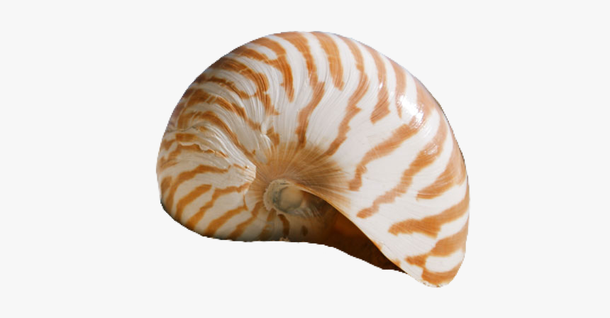 #seashell #shell #pngs #png #lovely Pngs #usewithcredit - Seashell Quotes, Transparent Png, Free Download