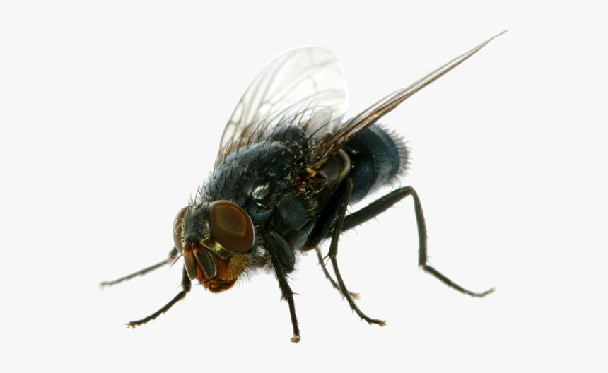 Flies Png Clipart, Transparent Png, Free Download