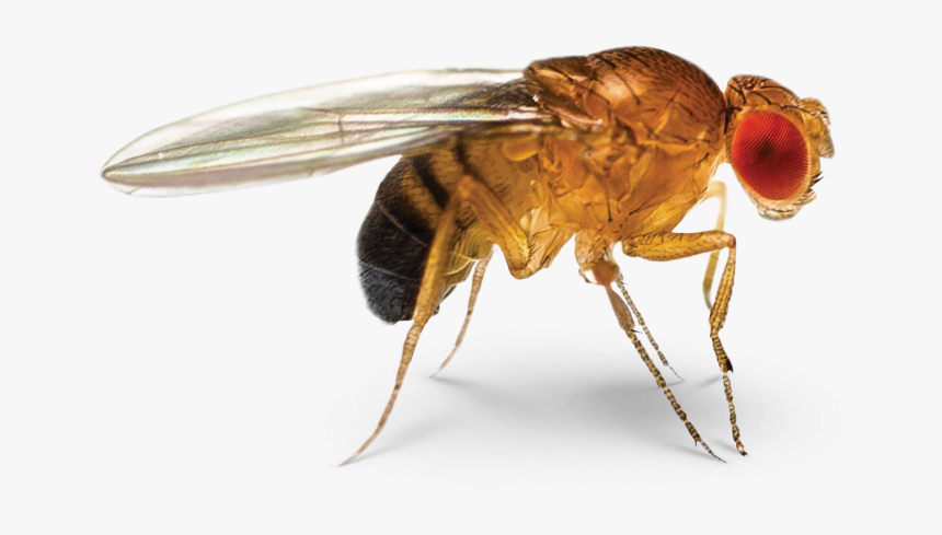 Fruit Fly - Fruit Fly Transparent Background, HD Png Download, Free Download