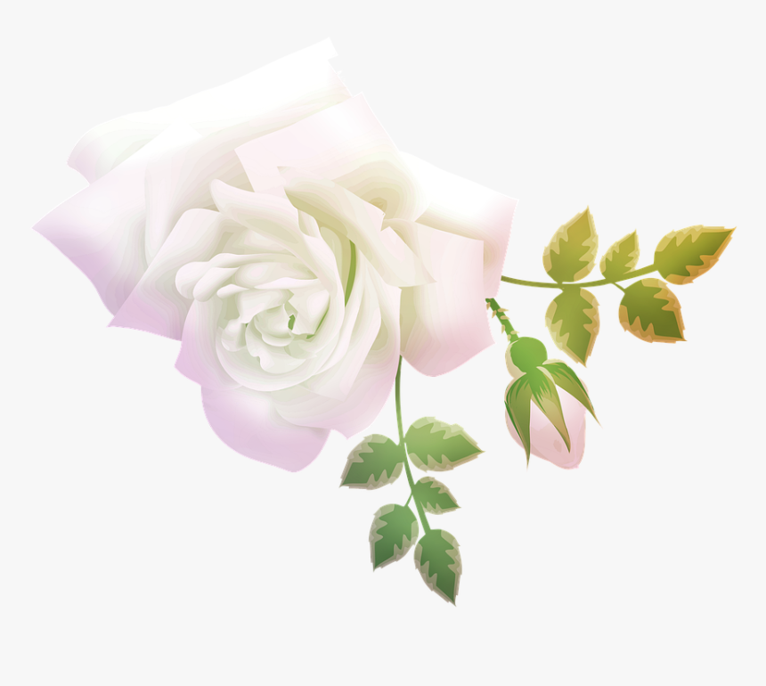 Garden Roses, HD Png Download, Free Download