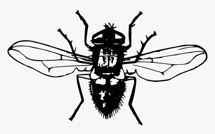 Cartoon Fly Png, Transparent Png, Free Download