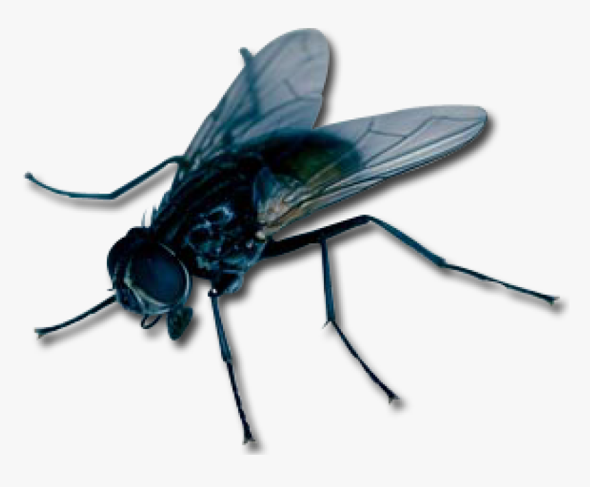Fly Png, Transparent Png, Free Download