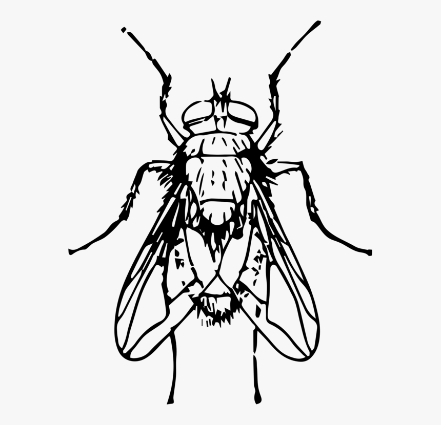 Line Art,monochrome Photography,tree - Blow Fly Clip Art, HD Png Download, Free Download