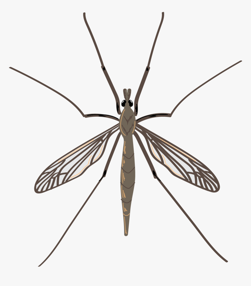 Crane Flies, HD Png Download, Free Download