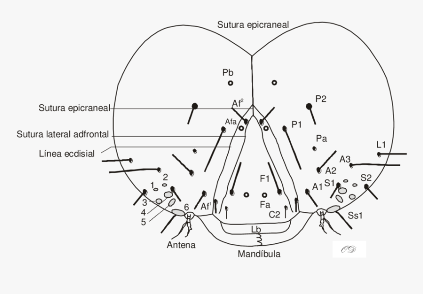 Diagram, HD Png Download, Free Download
