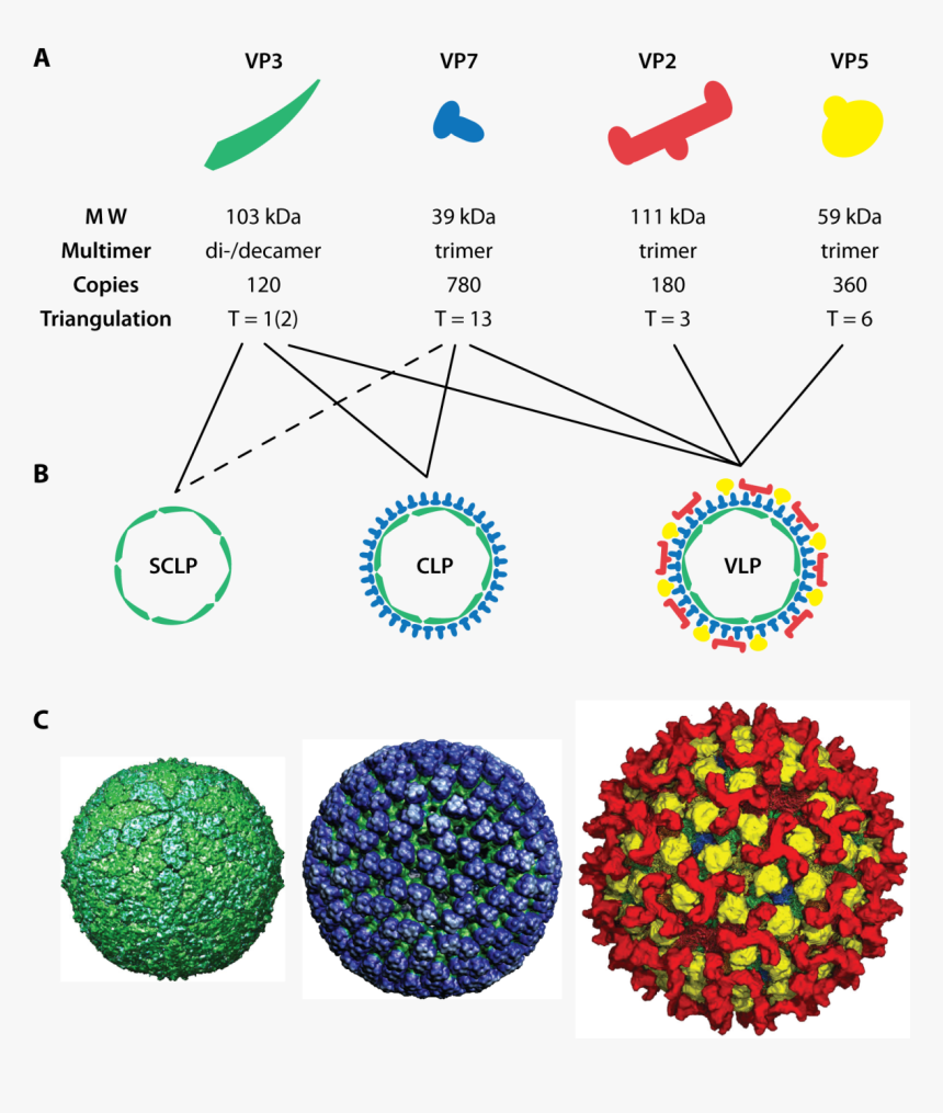 Assembly Of Blue Tongue Virus Like Particles , Png - Virus Like Particle Structure, Transparent Png, Free Download