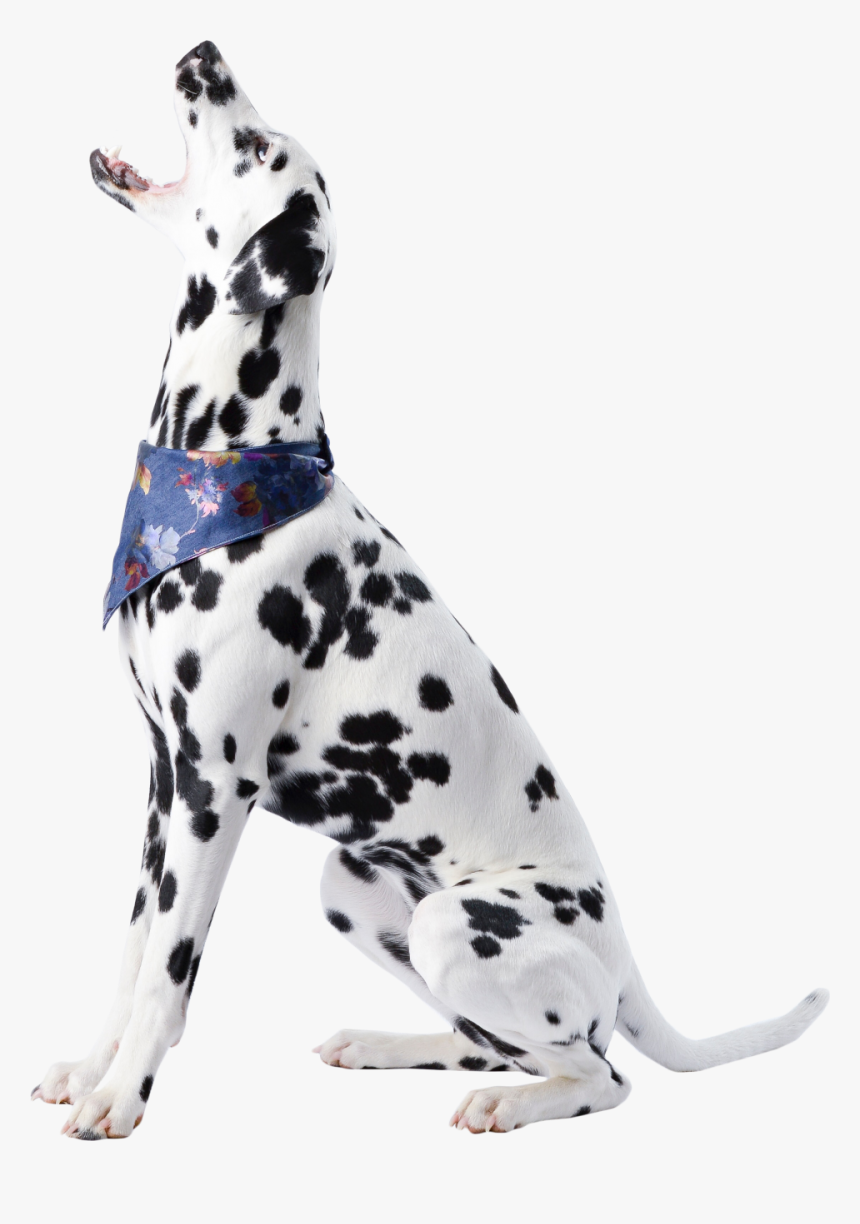 Cute Dalmatian Sitting Png Image - Dog, Transparent Png, Free Download