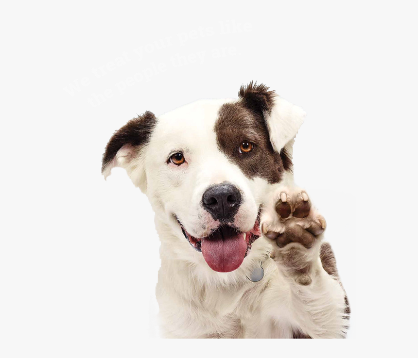 Happy Dog Transparent Background, HD Png Download, Free Download