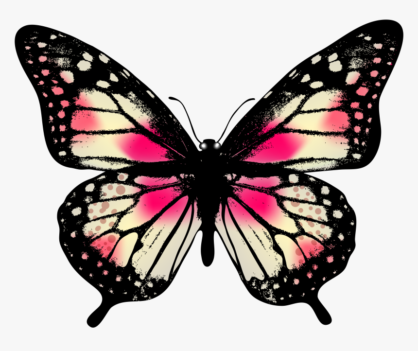 Butterfly Pink And Black, HD Png Download, Free Download