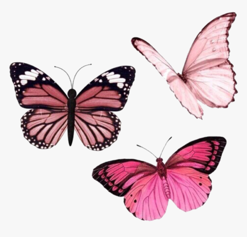 Butterfly Png, Transparent Png, Free Download