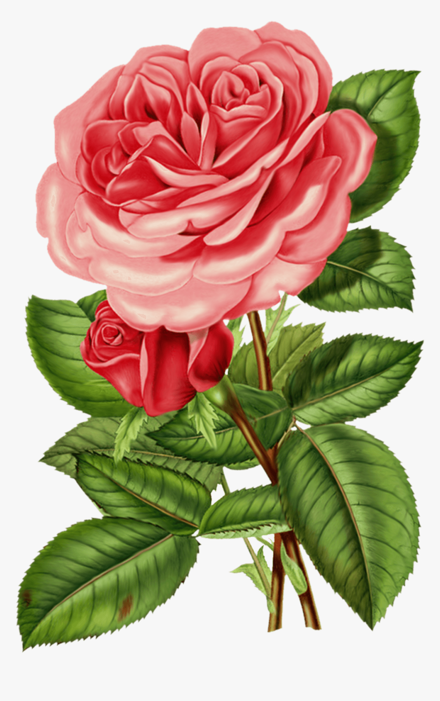 Vintage Rose Png - Victorian Rose Png, Transparent Png, Free Download