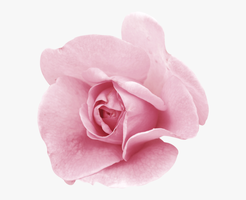 Thumb Image - Garden Roses, HD Png Download, Free Download