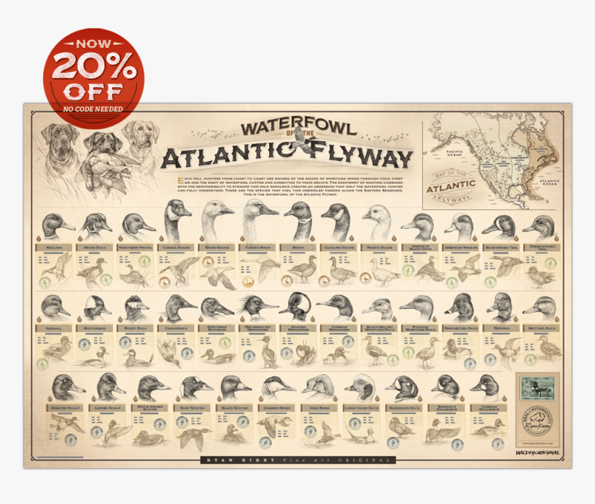 Ryan Kirby Waterfowl Atlantic Flyway Poster Duck Identification, HD Png Download, Free Download