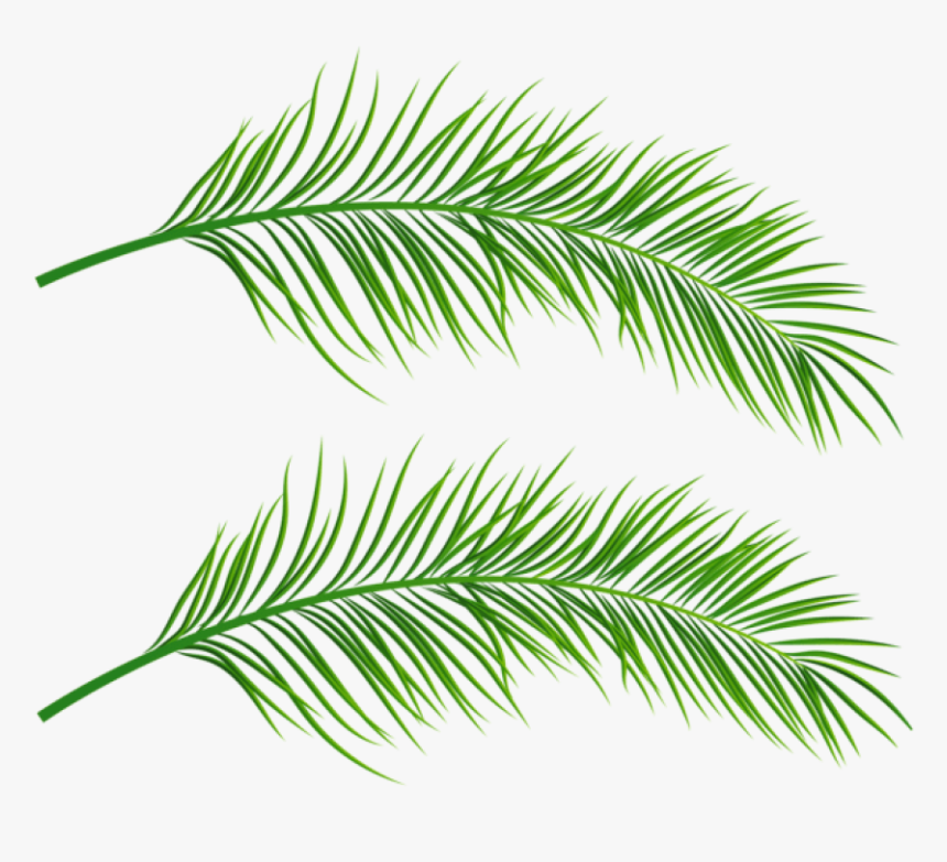 Free Png Palm Leaves Transparent Png Images Transparent - Palm Tree Leaves Png, Png Download, Free Download