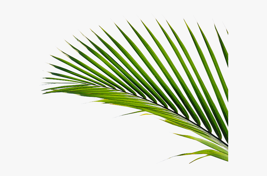 Saw Palmetto, HD Png Download, Free Download