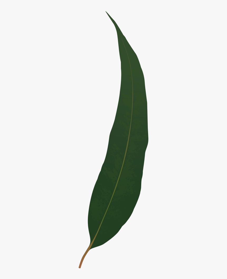 Gum Leaf - Tree, HD Png Download, Free Download