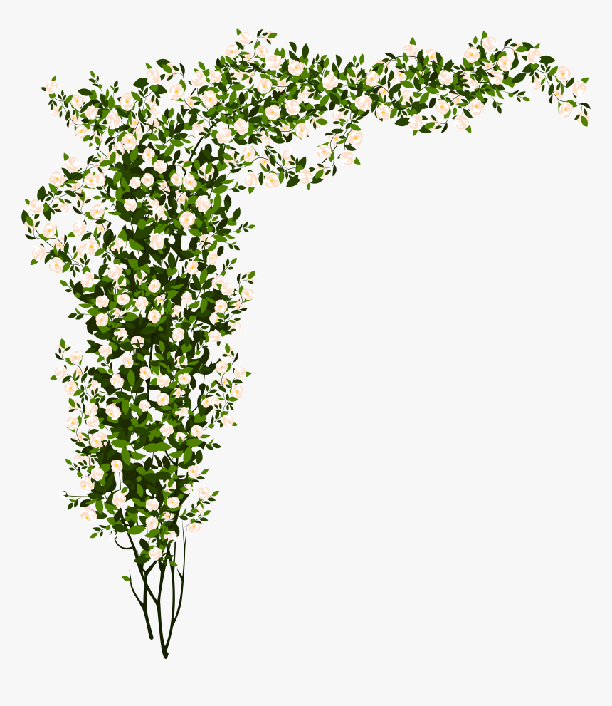 Clipart Rose Shrub - White Rose Bush Png, Transparent Png, Free Download