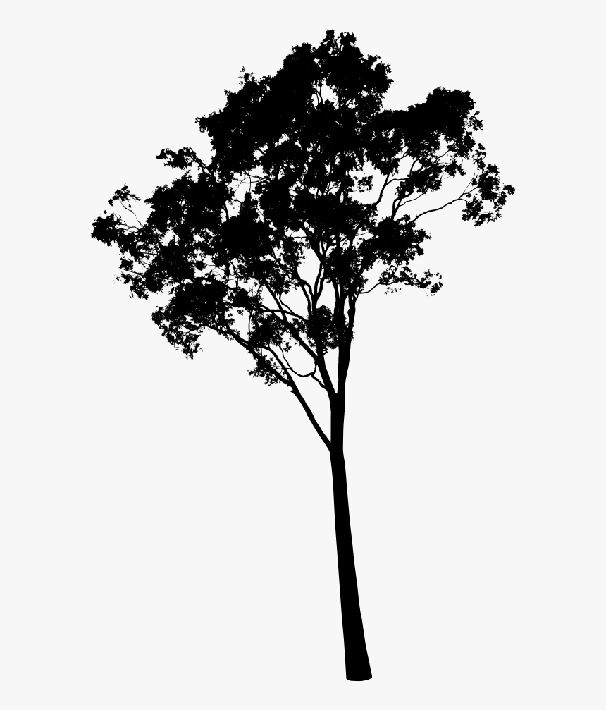 Valuable Design Ideas Gum Tree Silhouette Eucalyptus - Eucalyptus Tree Silhouette, HD Png Download, Free Download