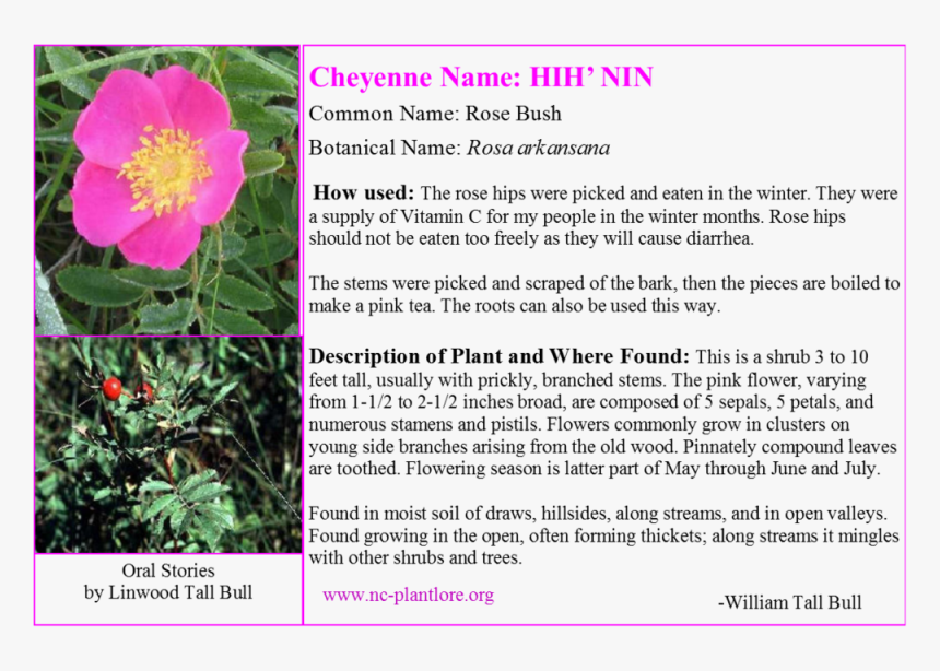 Plant Tag For Rose Bush - Rosa Rubiginosa, HD Png Download, Free Download