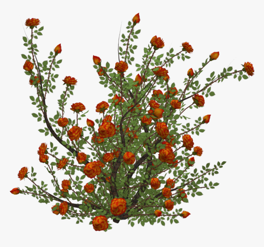 #flowers #roses #rosebush #bush - Orange Flower Bush Png, Transparent Png, Free Download