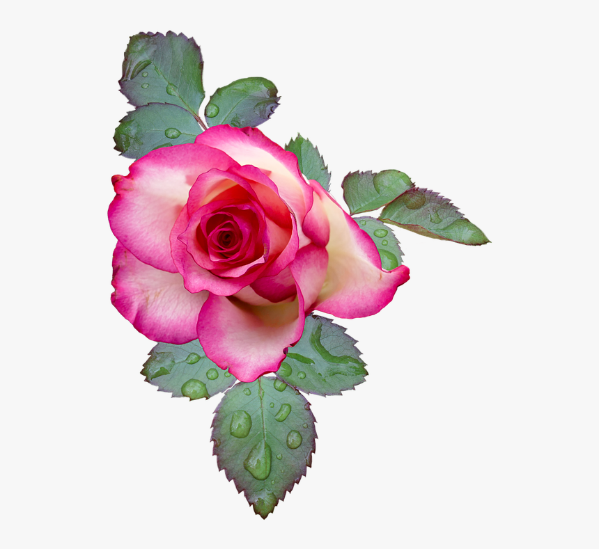 Transparent White Rose Bush Png - Flores Rosas De Color Rosa, Png Download, Free Download