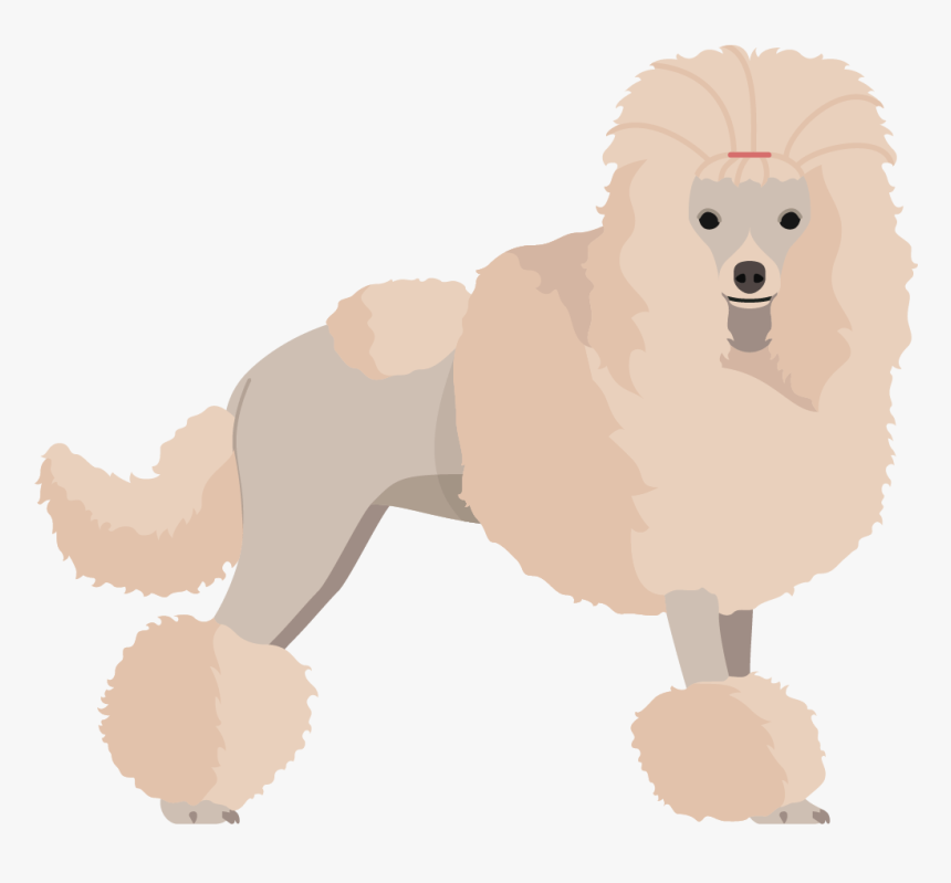 Poodle , Png Download - Standard Poodle, Transparent Png, Free Download