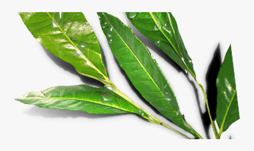 Bay Laurel, HD Png Download, Free Download