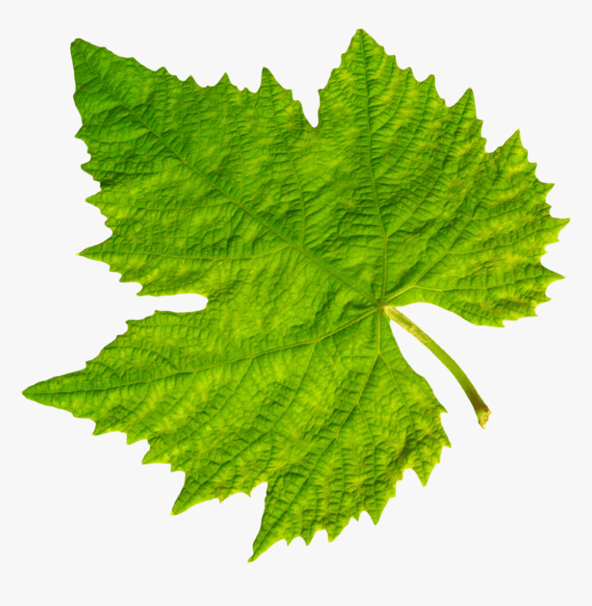 Download Grape Vine Leaf Png Images Background - Clip Art Grape Leaves, Transparent Png, Free Download