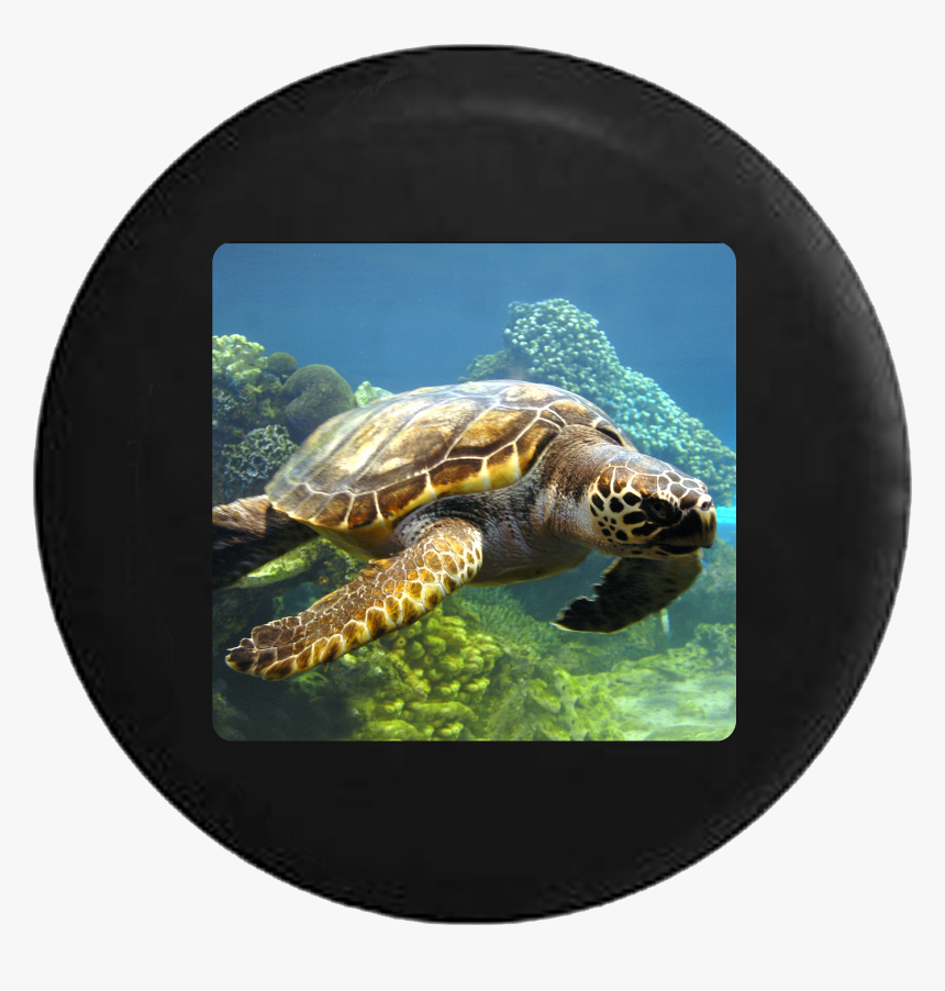 Colorful Sea Turtle Swimming In Ocean Coral Reef Jeep - Turtle, HD Png Download, Free Download