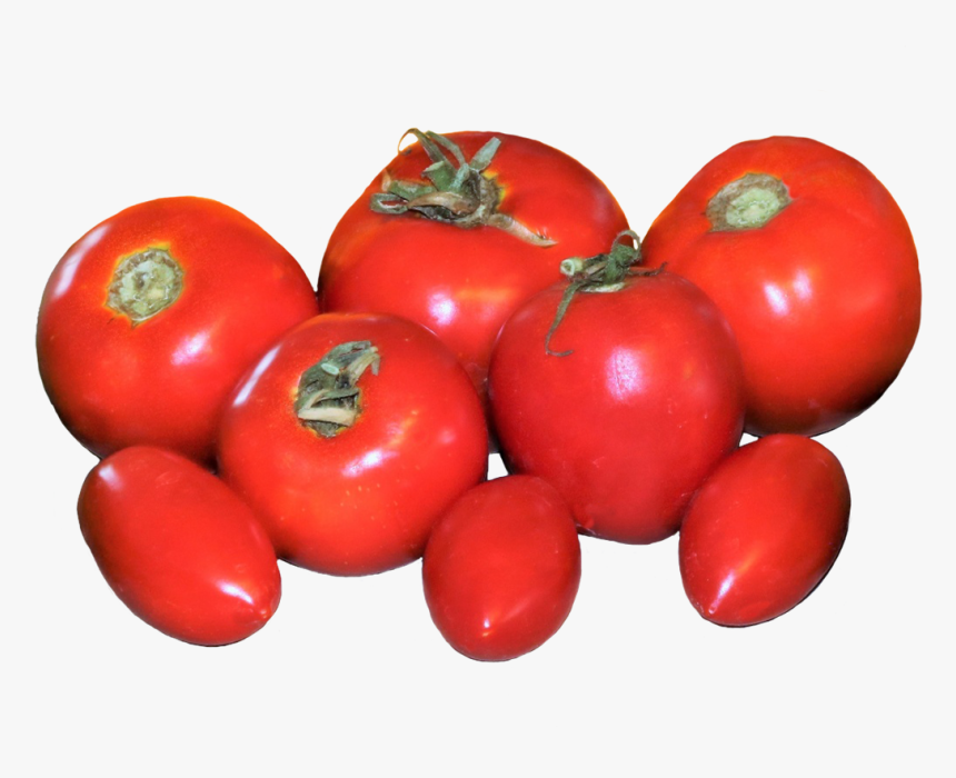 Fresh Tomatoes Clipart - Plum Tomato, HD Png Download, Free Download