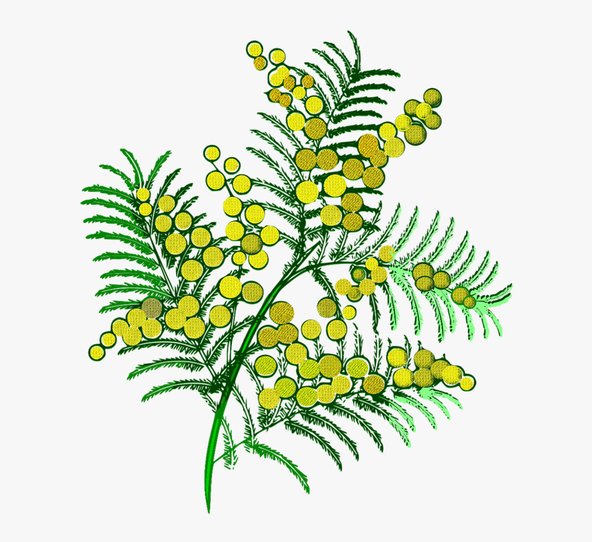 Ramo Mimosa Da Colorare, HD Png Download, Free Download