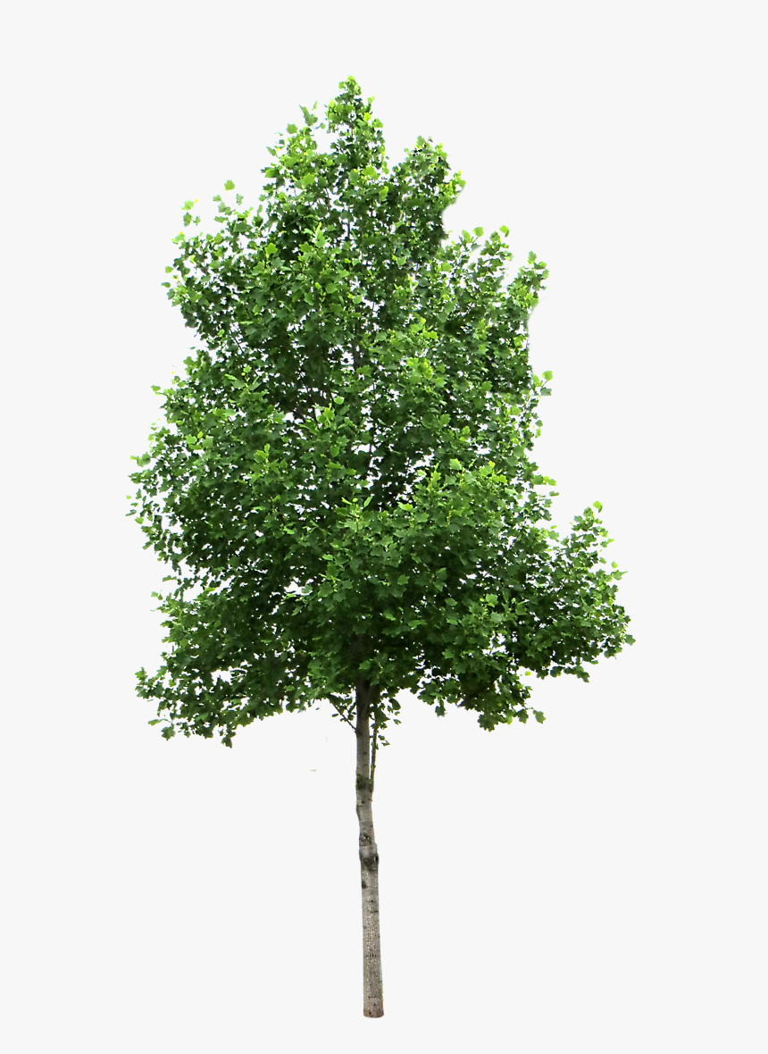 Transparent Background Tree Png, Png Download, Free Download