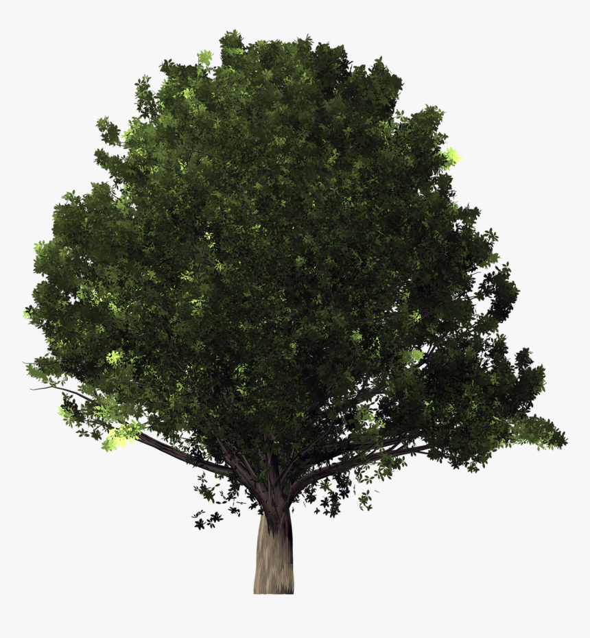 Transparent Mango Tree Clipart - Tree White Background Png, Png Download, Free Download