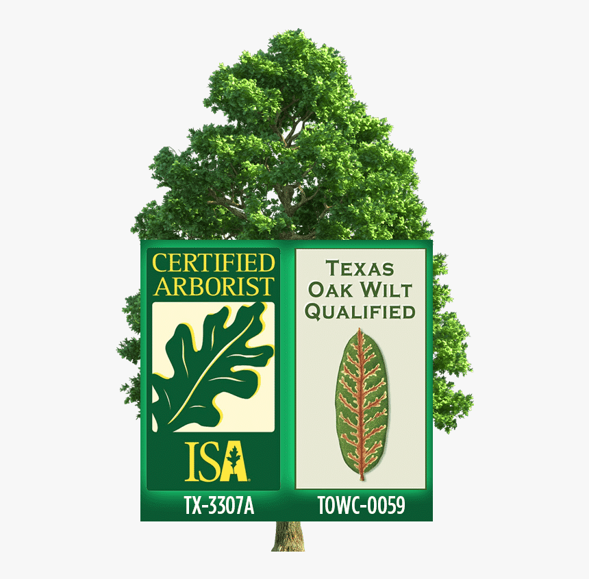 Certified Arborist Logo - Certified Arborist, HD Png Download, Free Download