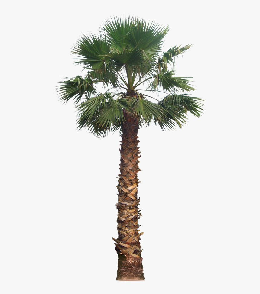 Thumb Image - Desert Palm Tree Png, Transparent Png, Free Download