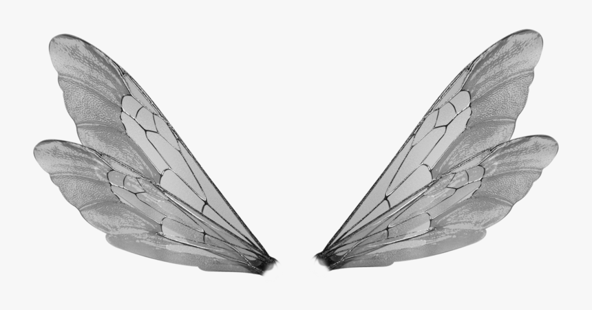 Insect Wings Transparent Background, HD Png Download, Free Download