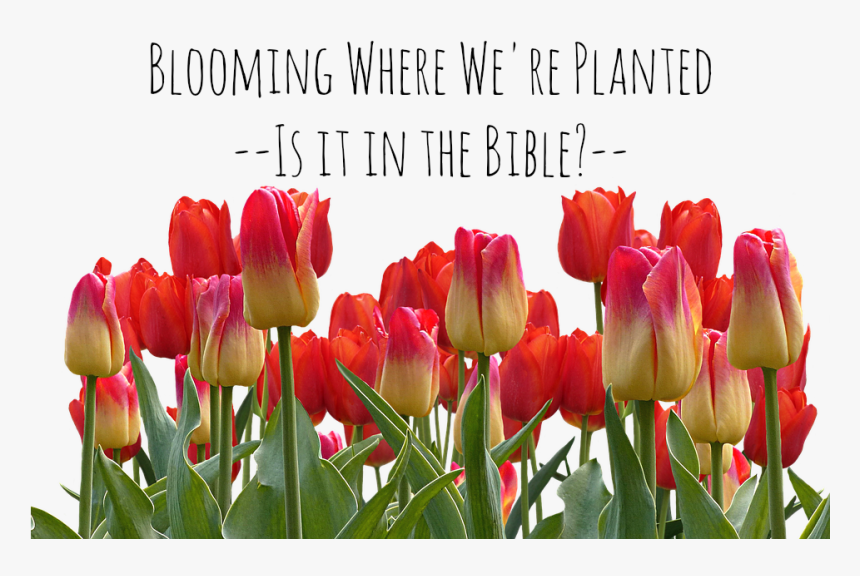 Blooming Where We"re Planted - Tulip Garden Png, Transparent Png, Free Download
