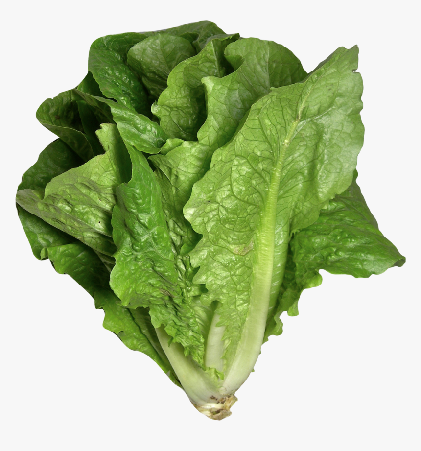 Lettuce Png, Transparent Png, Free Download