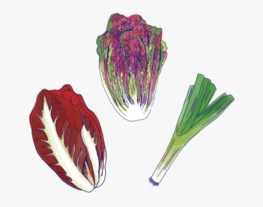Veggies - Radicchio, HD Png Download, Free Download