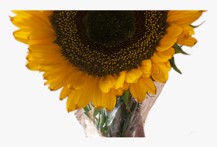 Transparent Sonnenblume Clipart - Aesthetic Sunflower Tumblr Transparent Png, Png Download, Free Download